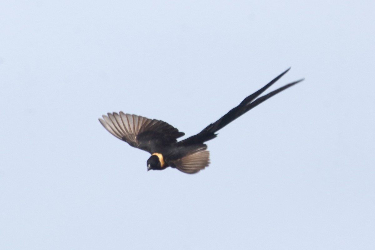Eastern Paradise-Whydah - ML645984260