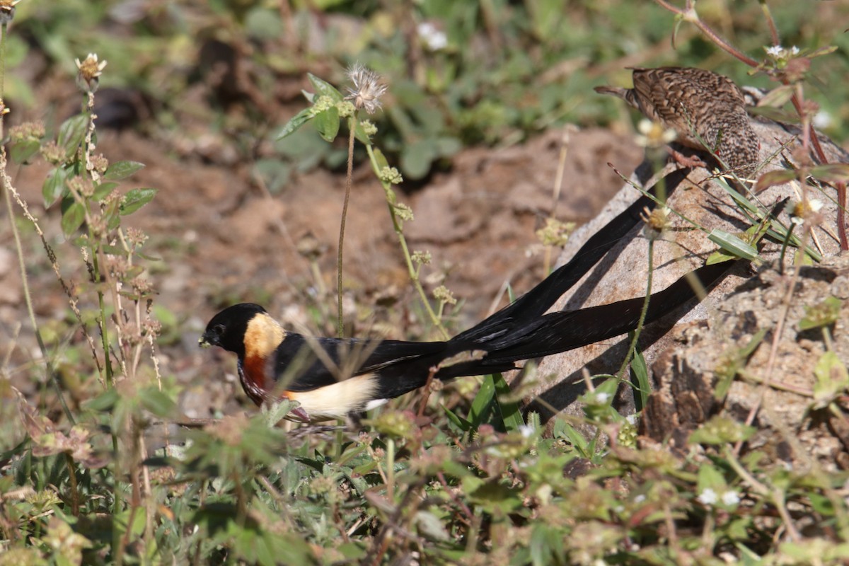 Eastern Paradise-Whydah - ML645984261