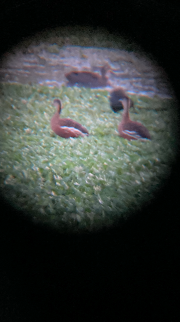 אווזון נודד - ML645984262