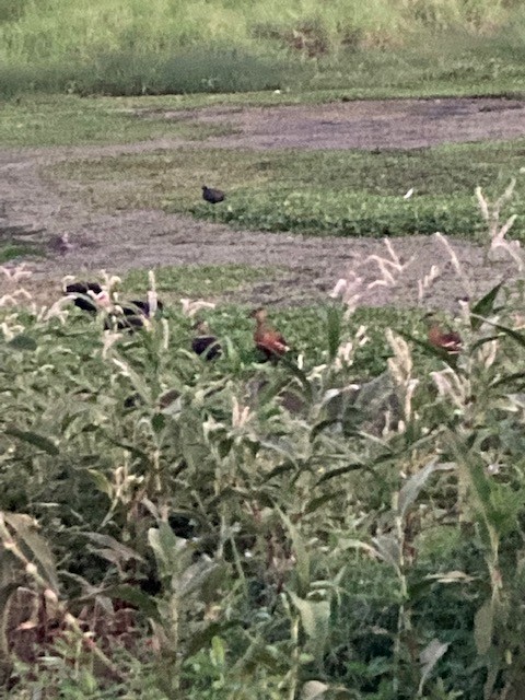 אווזון נודד - ML645984263