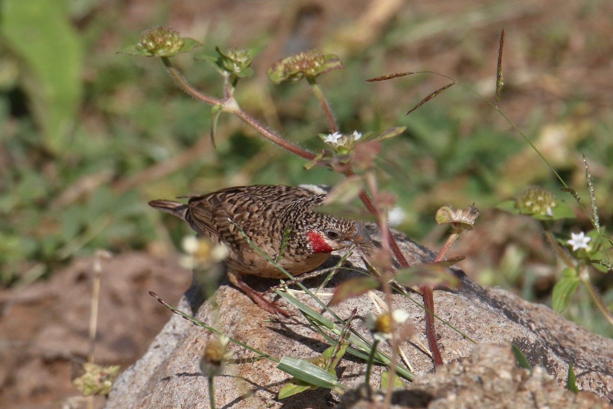 Cut-throat - ML645984264