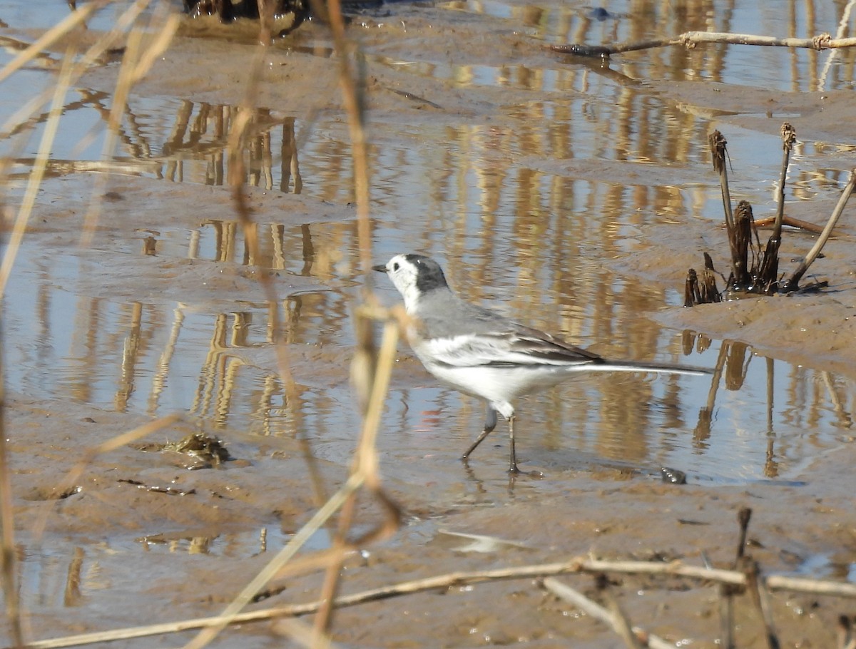 נחליאלי לבן - ML645984266