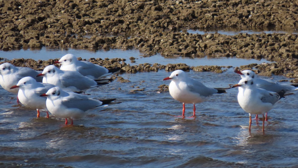 שחף צר-מקור - ML645984268