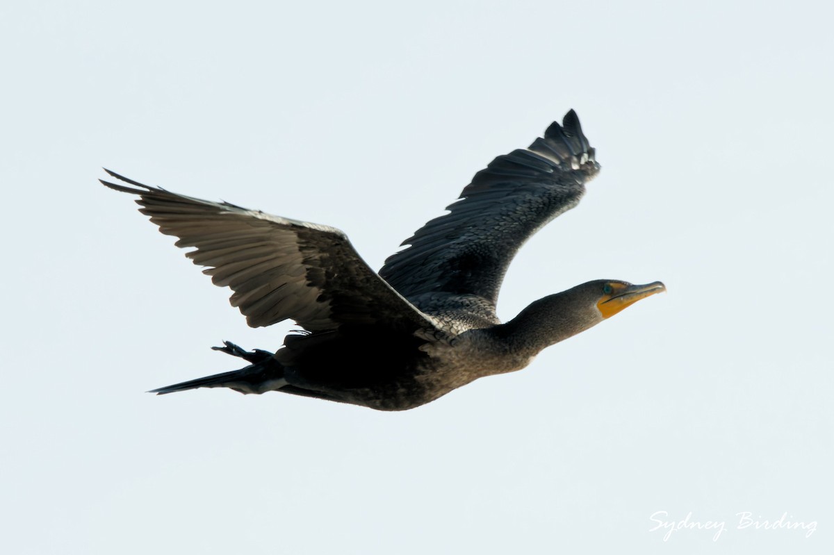 קורמורן אמריקני - ML645984269
