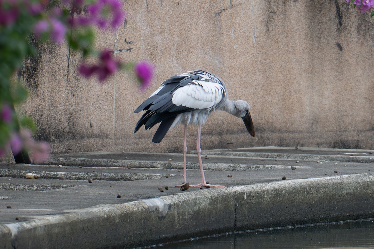 Asian Openbill - ML645984271