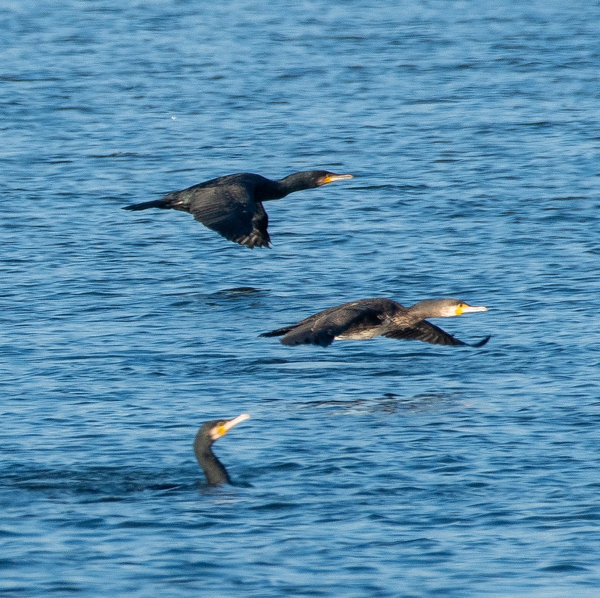 קורמורן גדול - ML645984272