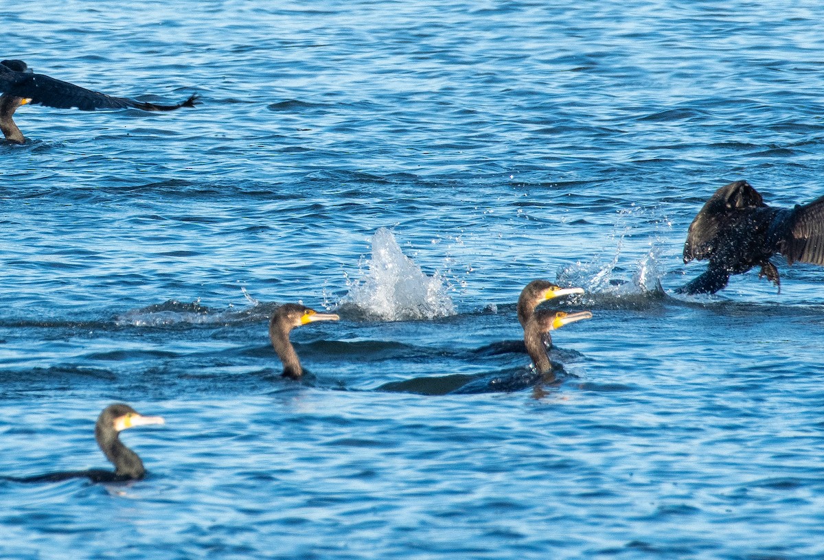קורמורן גדול - ML645984273