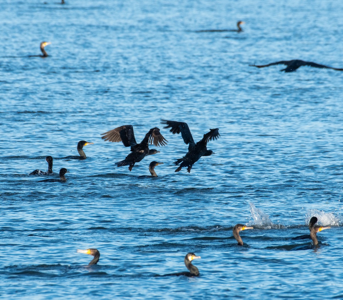 קורמורן גדול - ML645984274