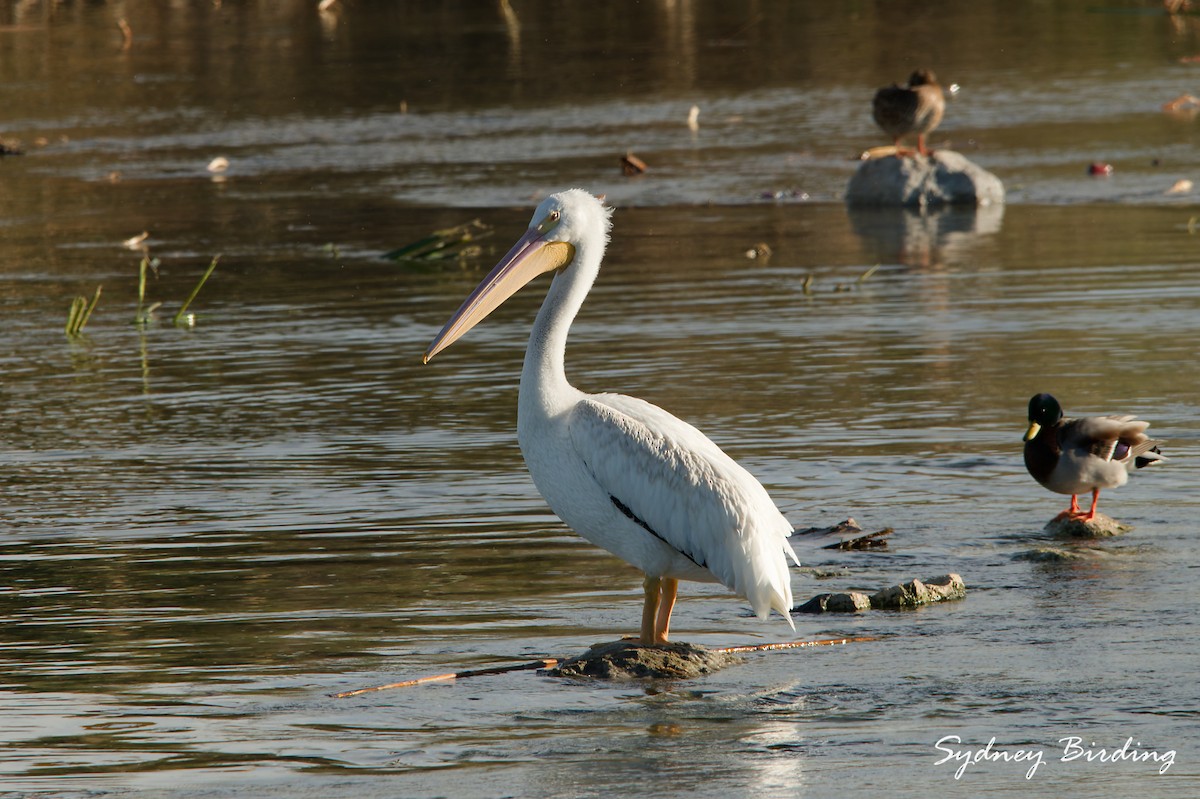 שקנאי אמריקני - ML645984276