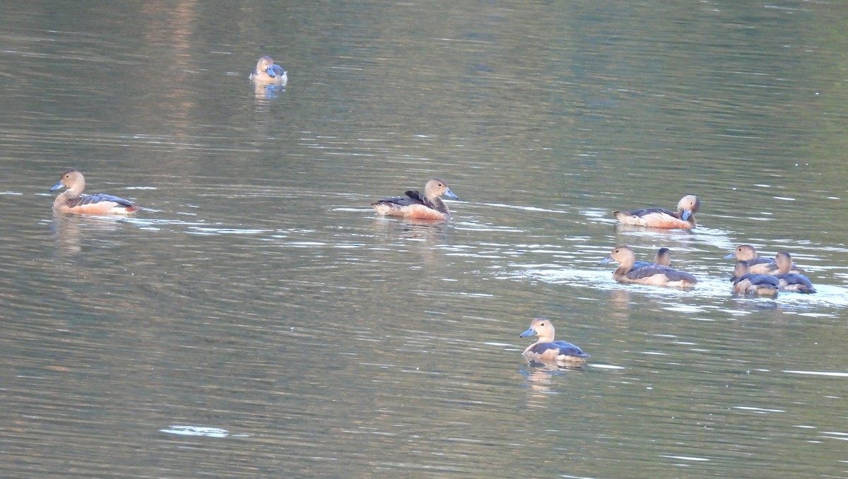 אווזון קטן - ML645984277