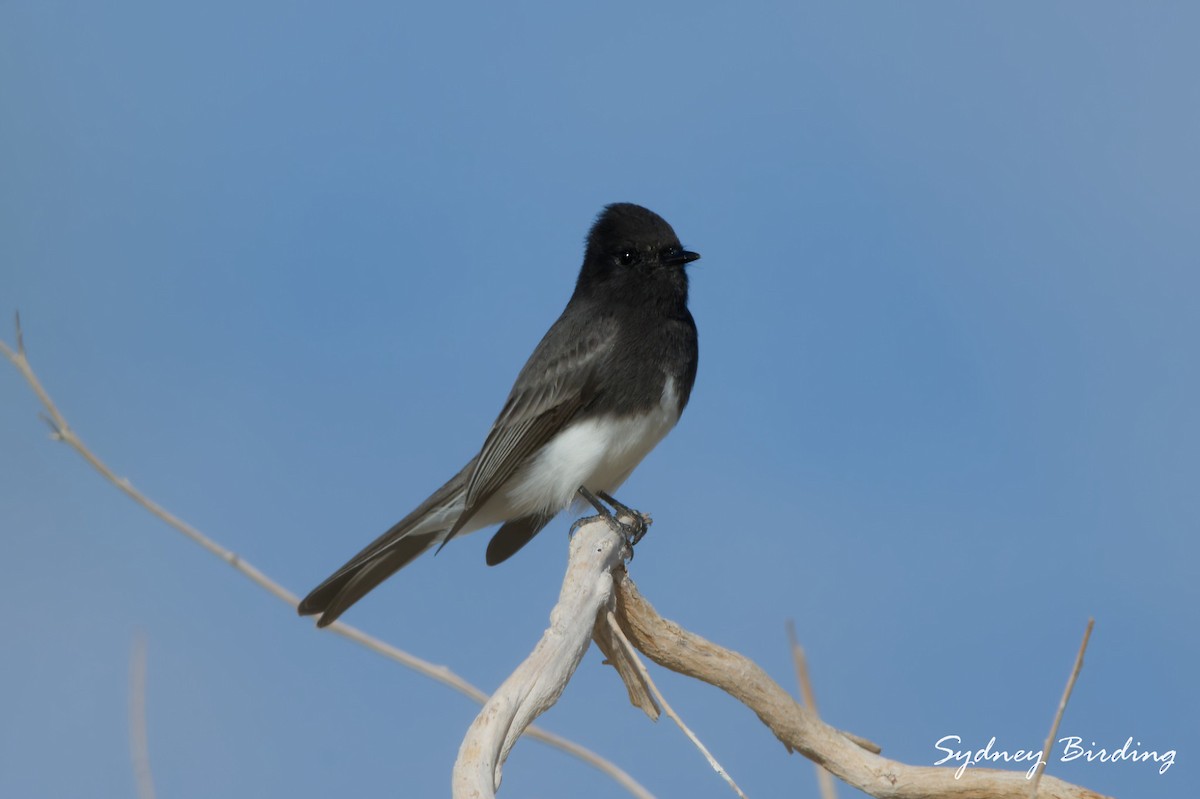 Black Phoebe - ML645984278