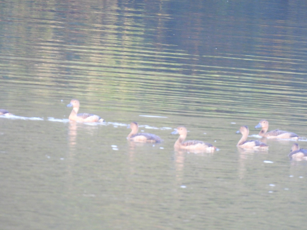 אווזון קטן - ML645984279