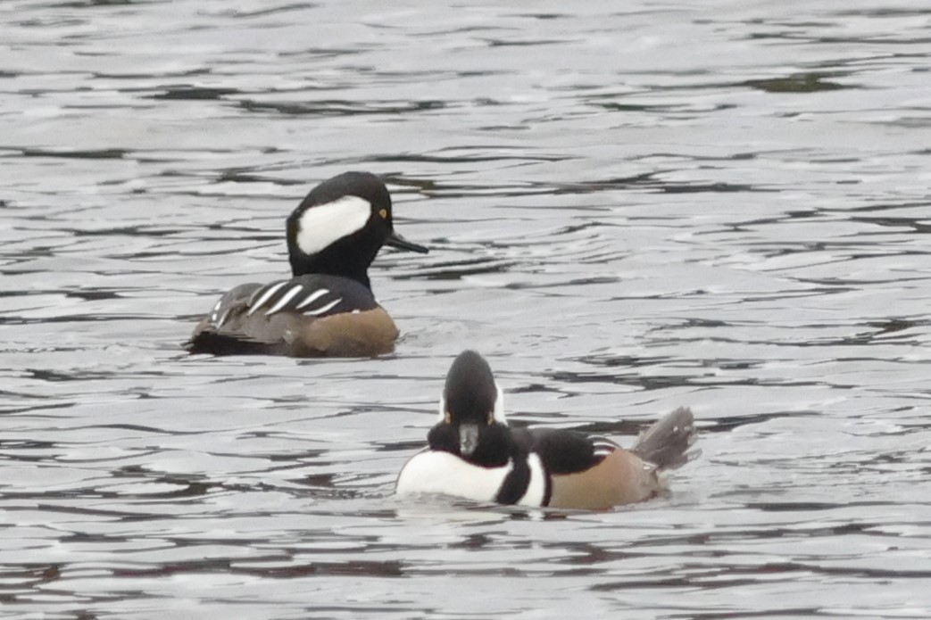 מרגון מקושט - ML645984280