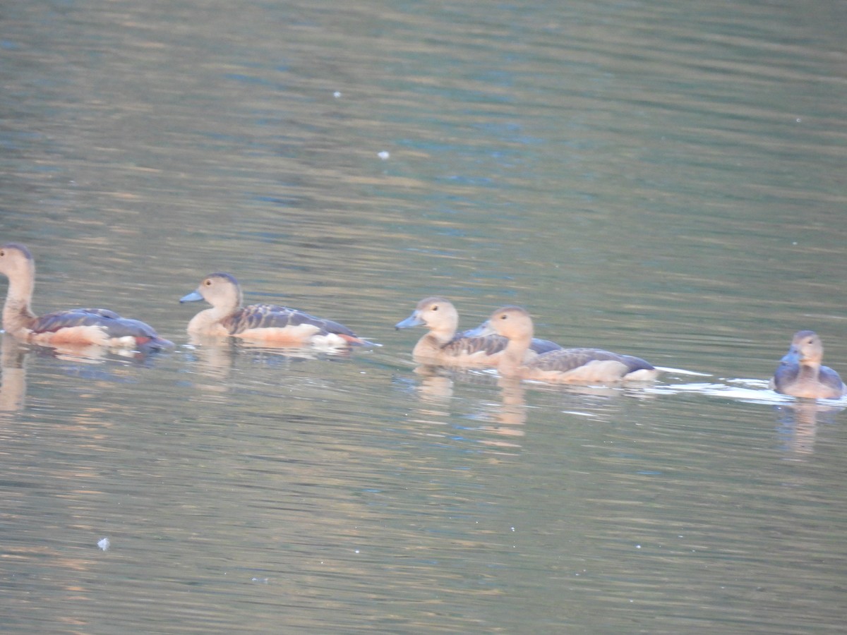 Lesser Whistling-Duck - ML645984282