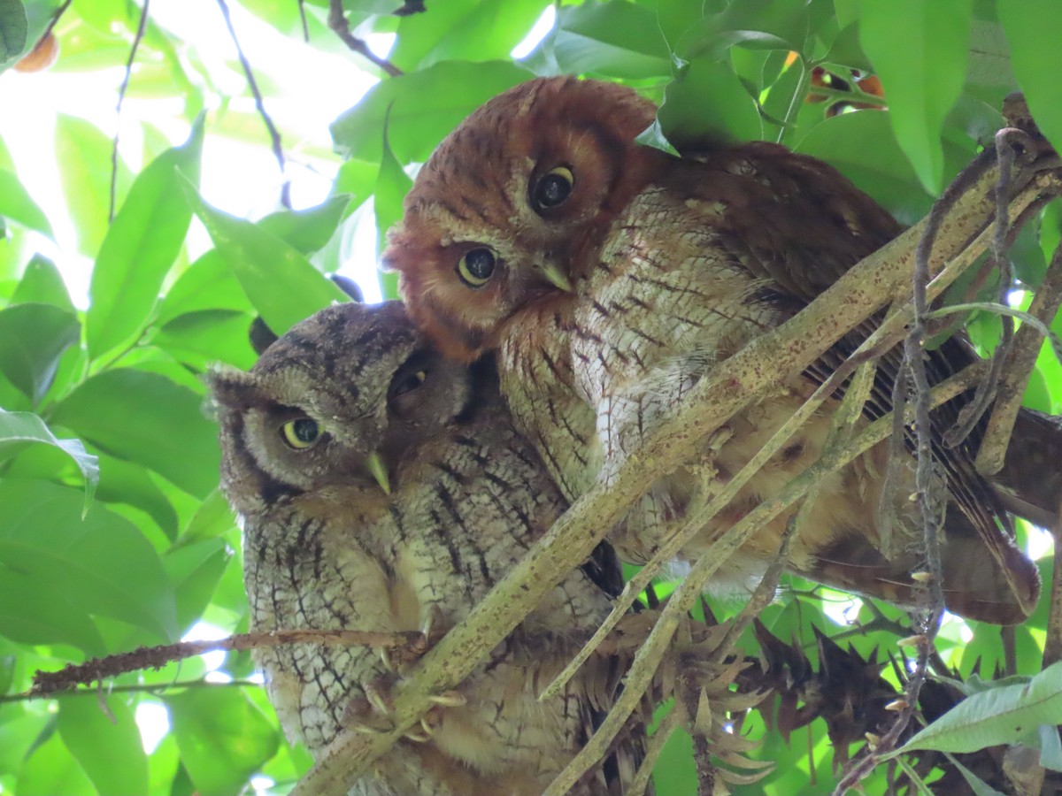Tropical Screech-Owl - ML645984284