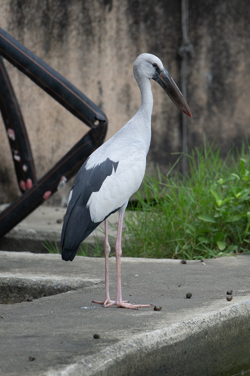 zejozob asijský - ML645984285