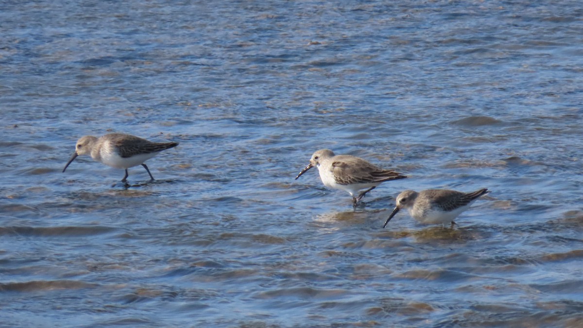 Dunlin - ML645984287