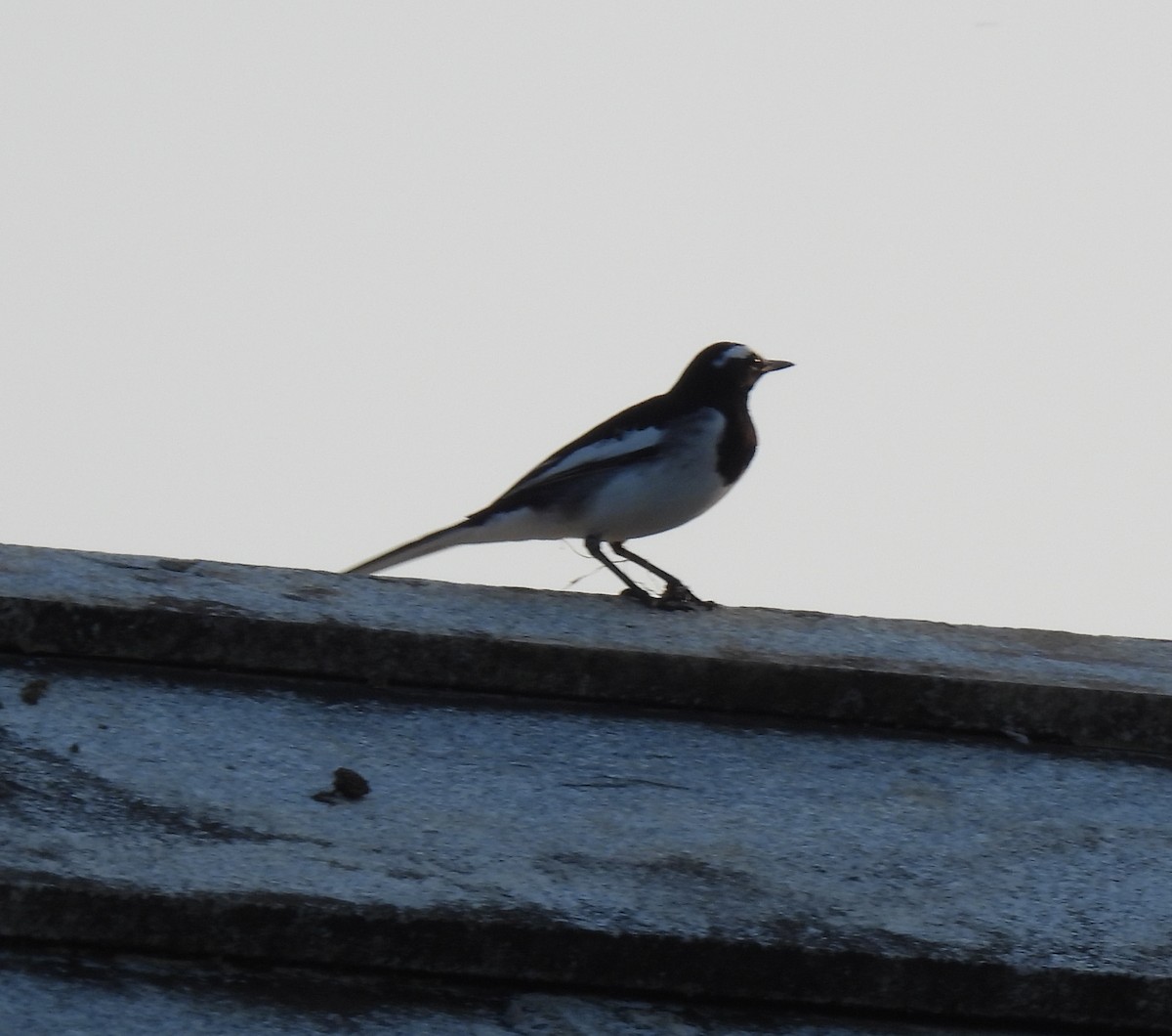 White-browed Wagtail - ML645984288