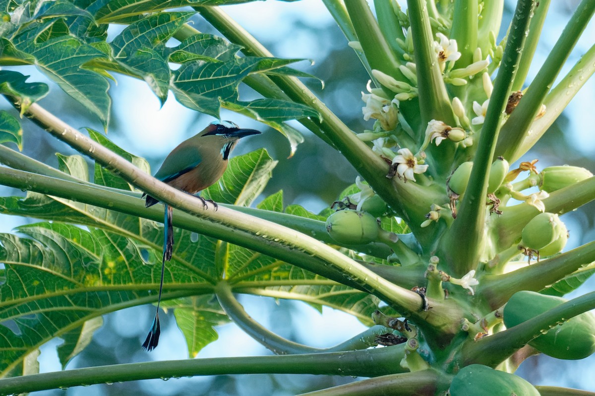 Turquoise-browed Motmot - ML645984292