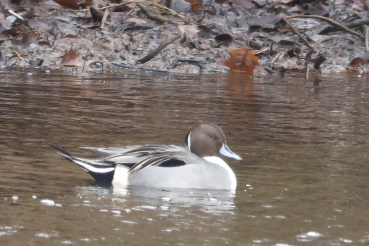 尖尾鴨 - ML645984293