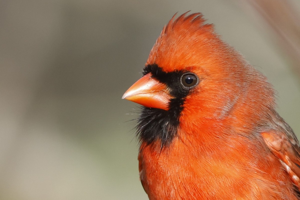 Northern Cardinal - ML645984298