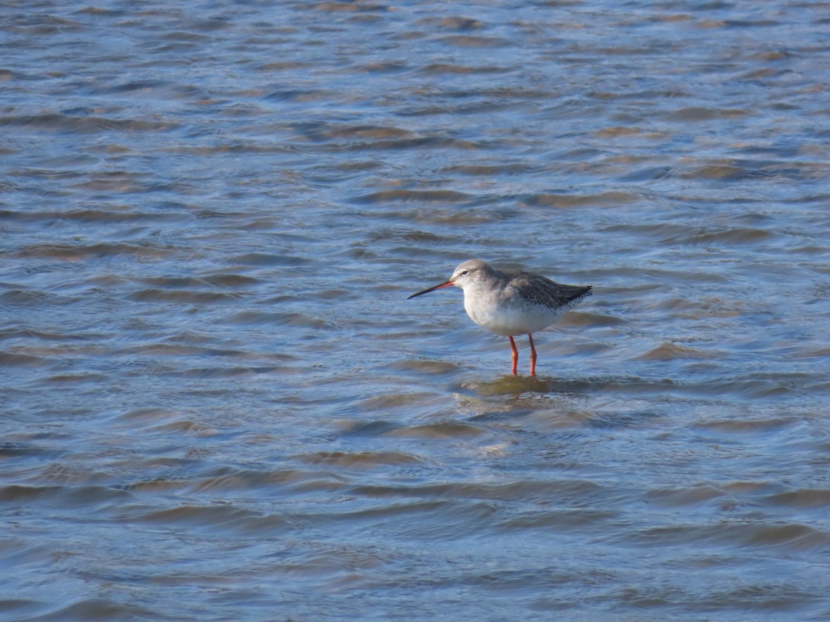 Spotted Redshank - ML645984299