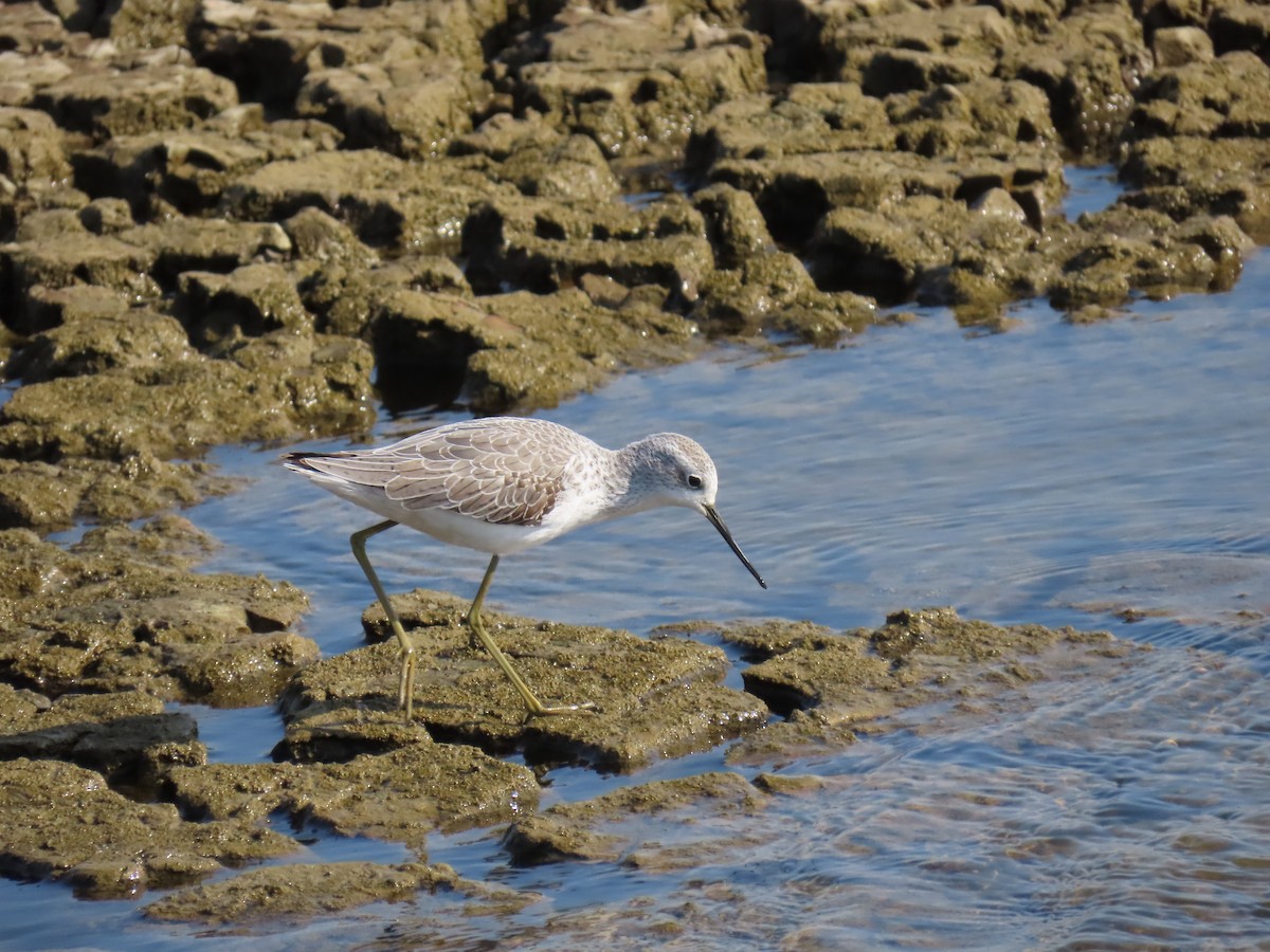 Marsh Sandpiper - ML645984301