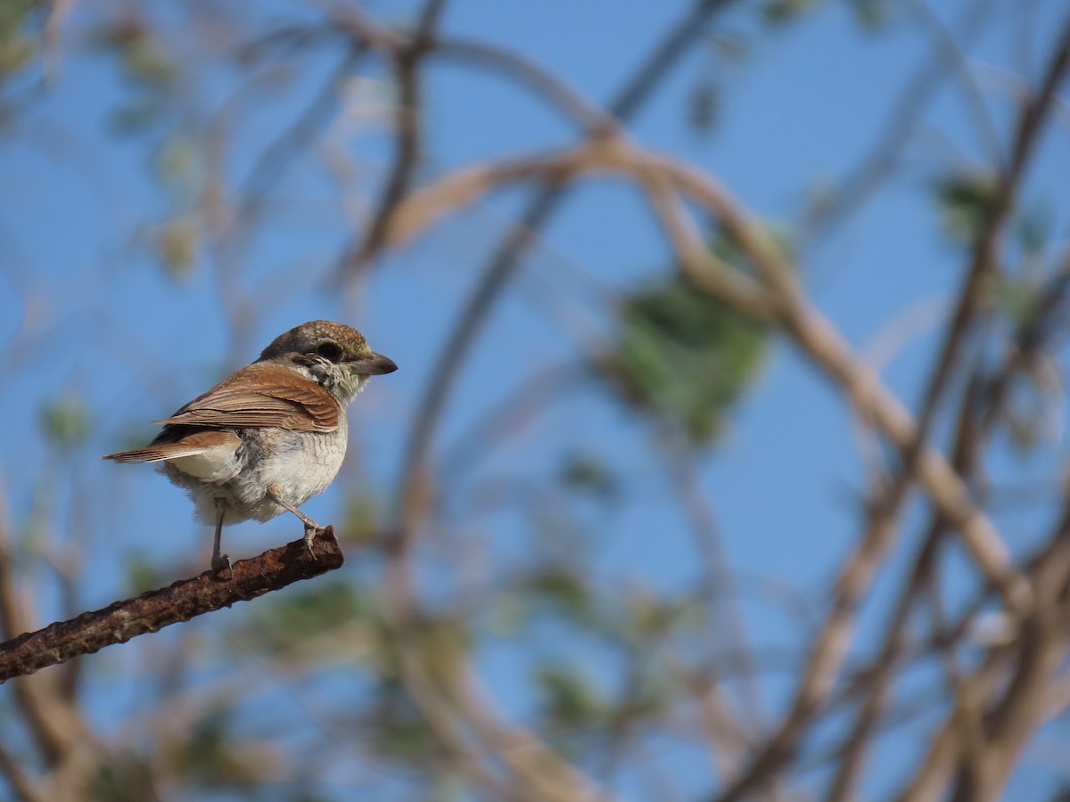 Red-backed Shrike - ML645984304