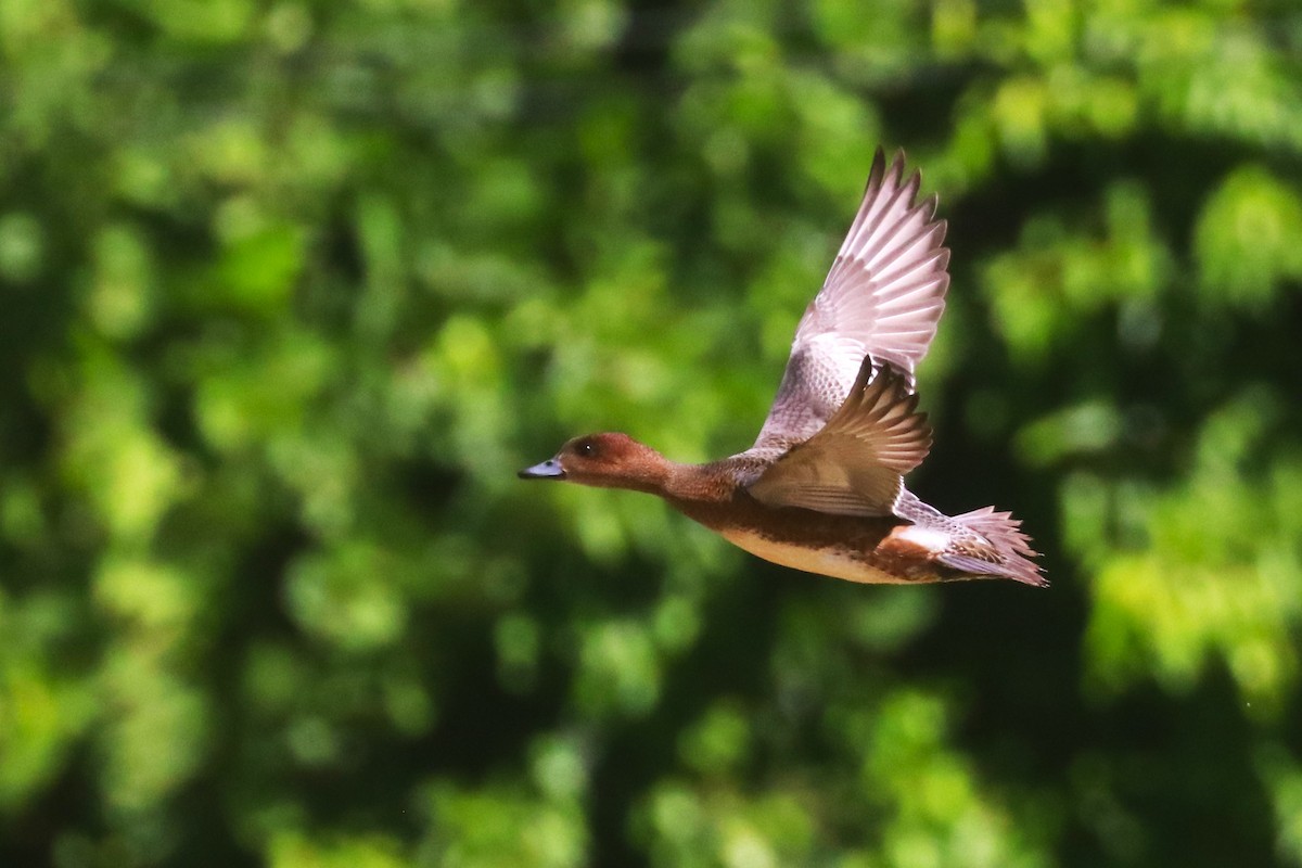 Eurasian Wigeon - ML645984305