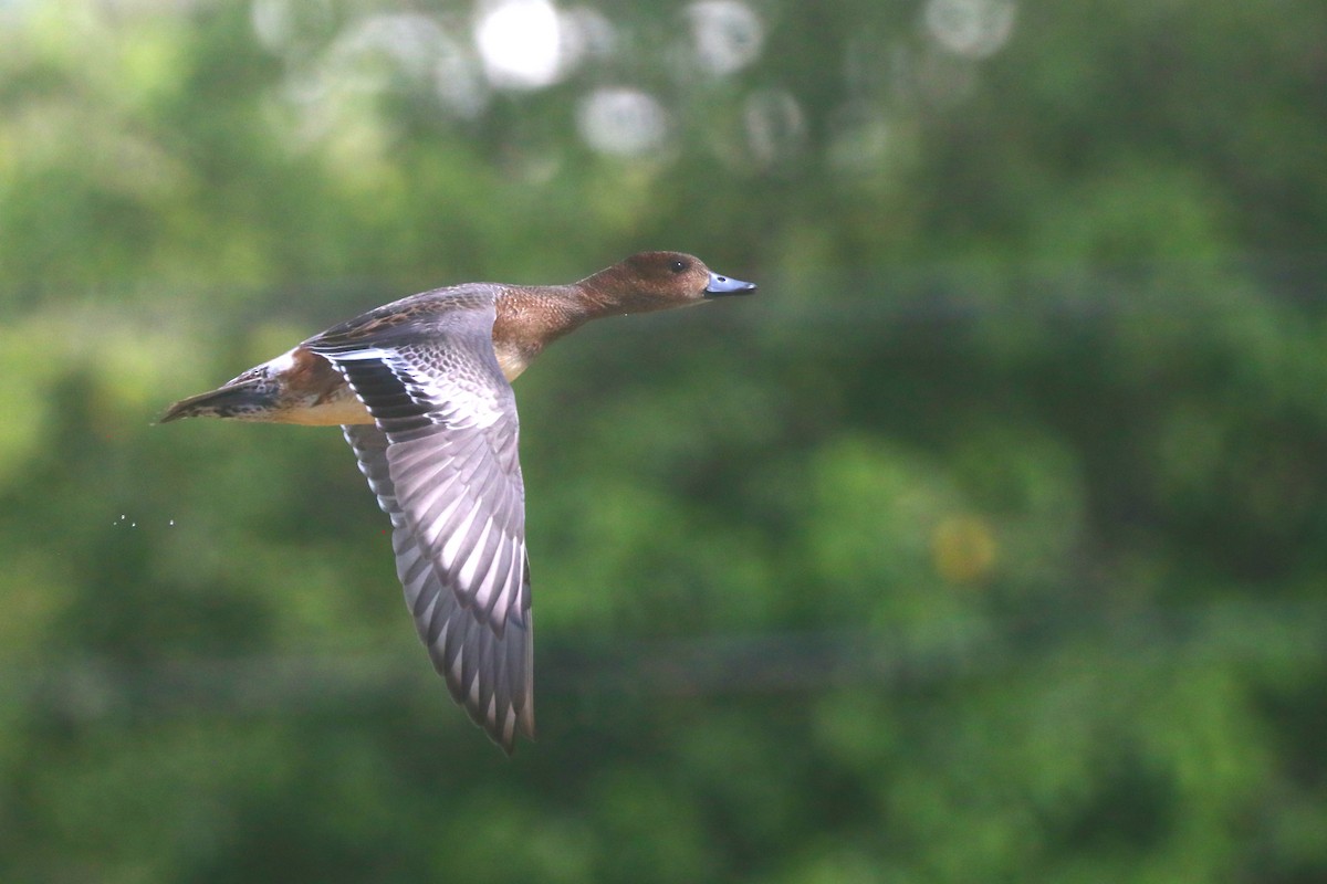 Eurasian Wigeon - ML645984306