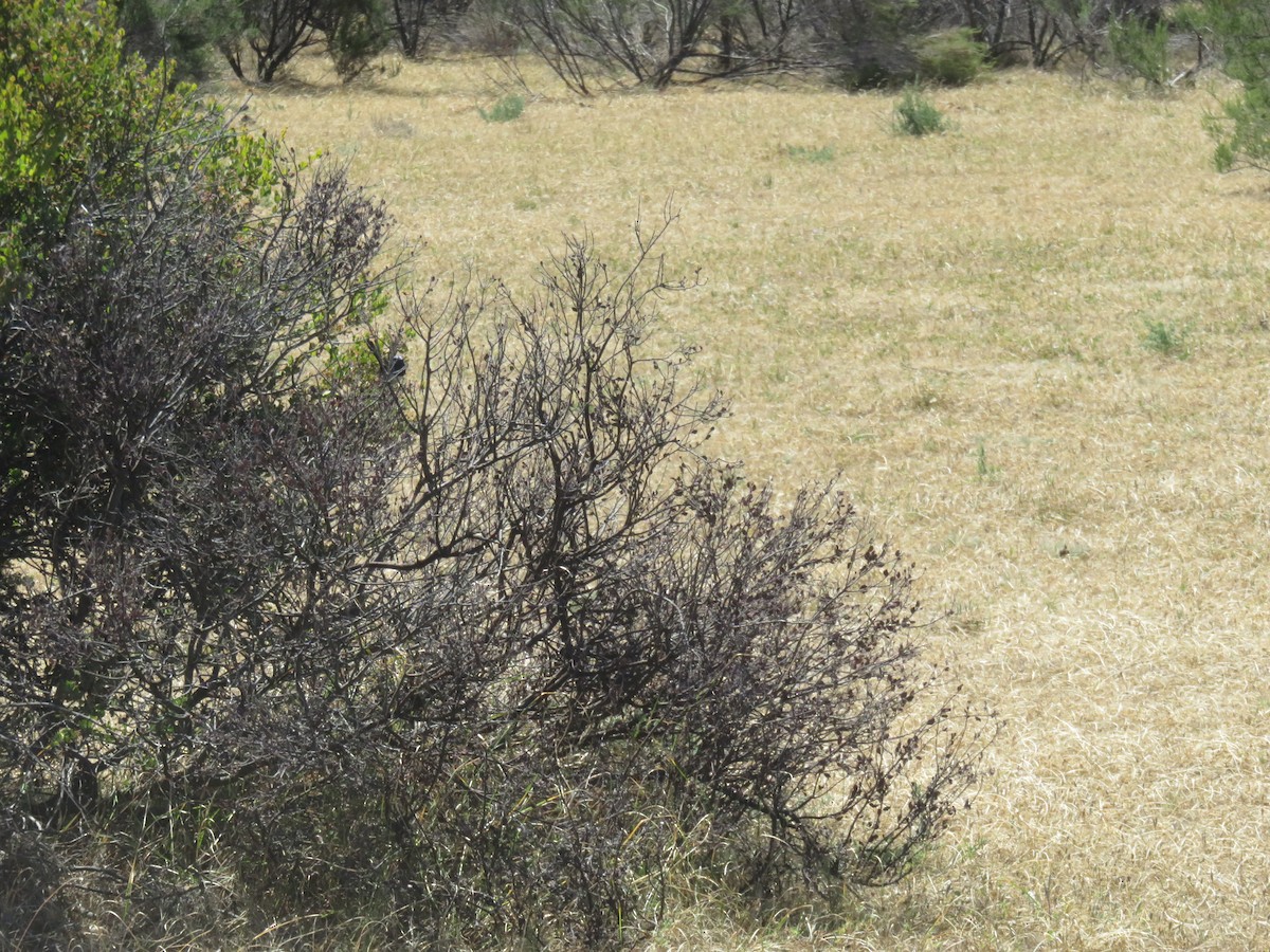 Superb Fairywren - ML645984307