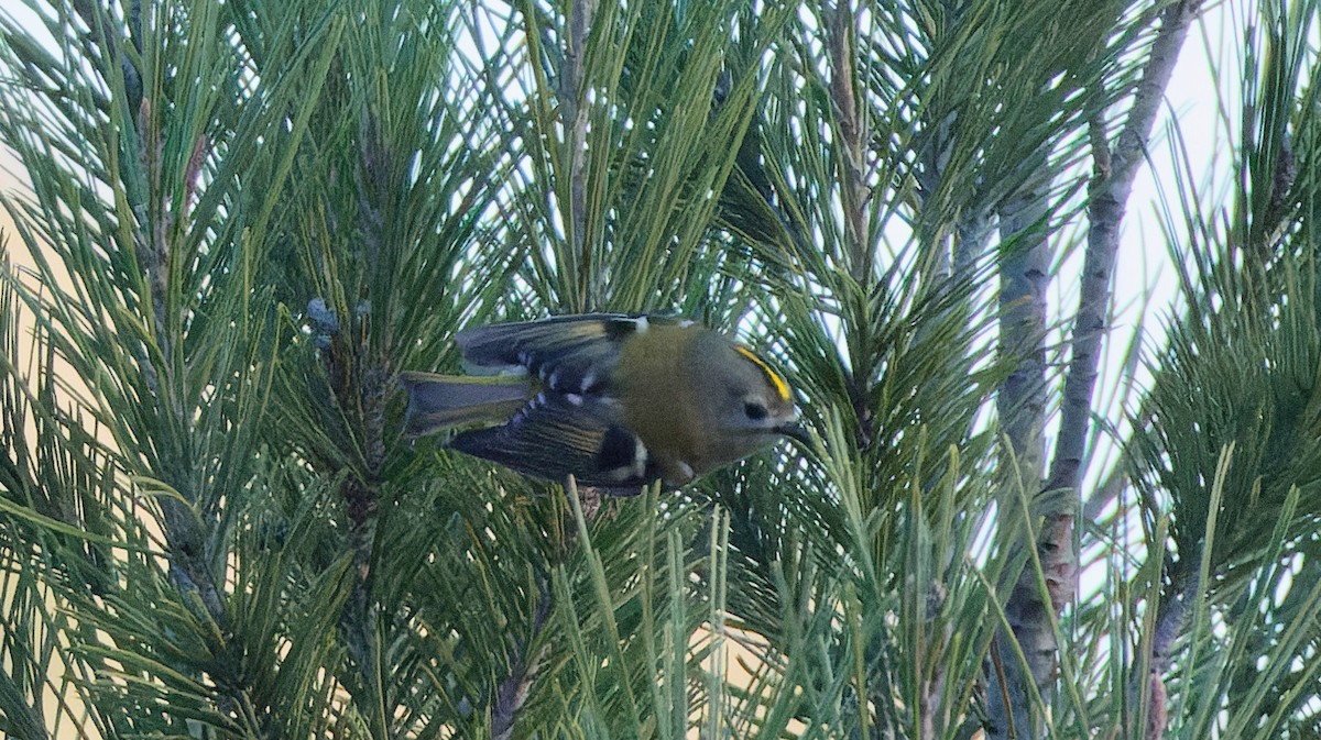 Goldcrest - ML645984308