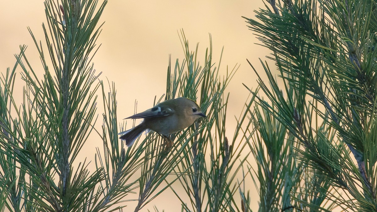 Goldcrest - ML645984309