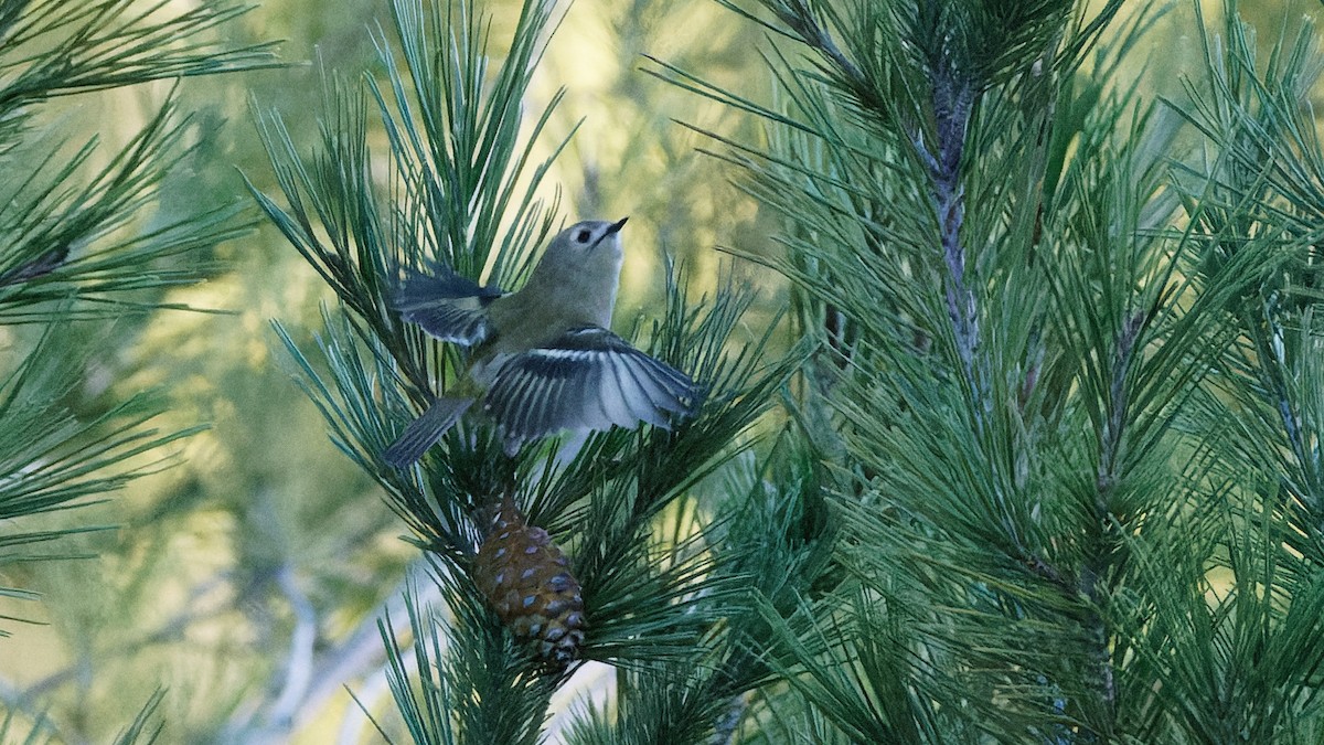 Goldcrest - ML645984310