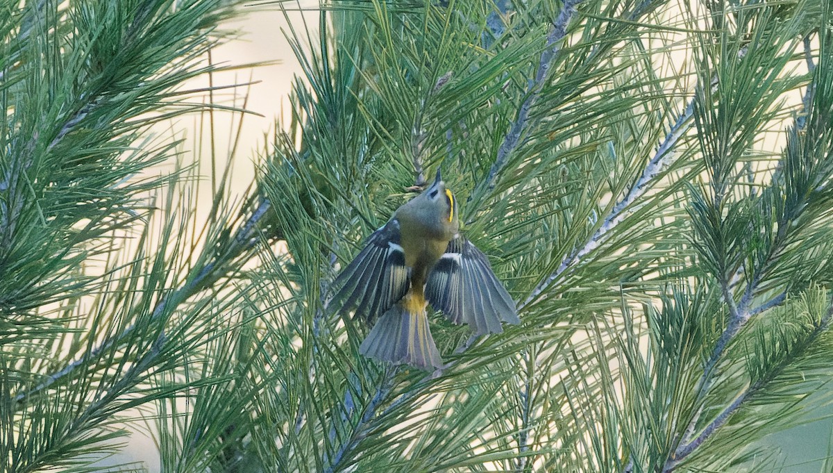 Goldcrest - ML645984311