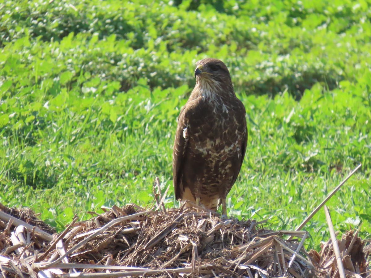 Common Buzzard (Western) - ML645984318