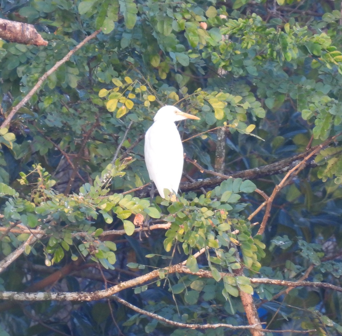 Eastern Cattle-Egret - ML645984323