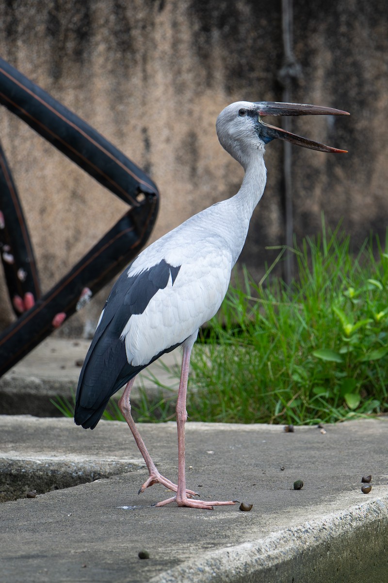 zejozob asijský - ML645984328