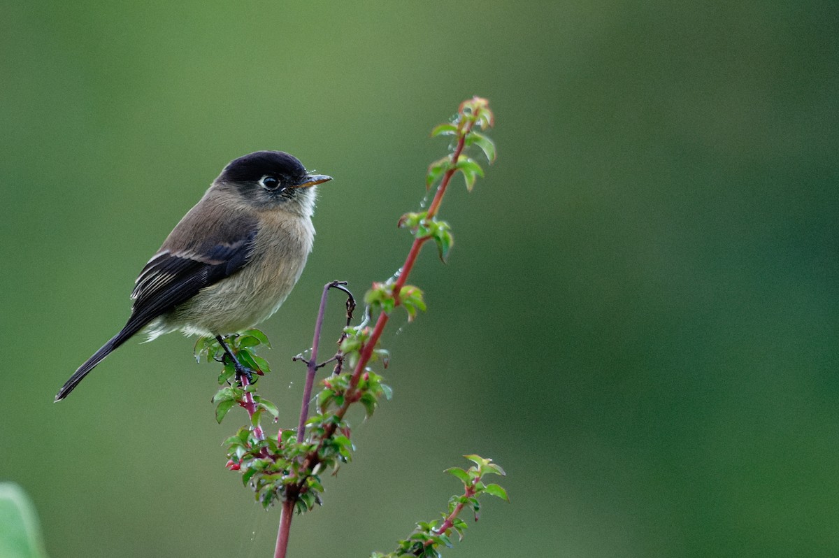Black-capped Flycatcher - ML645984338