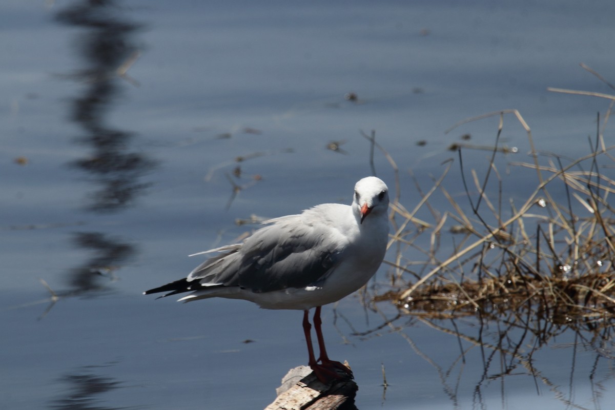 ズアオカモメ - ML645984360