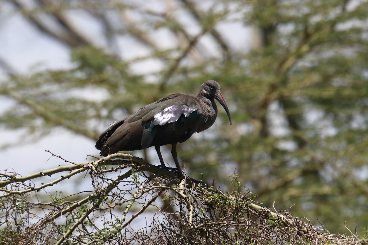 Hadada Ibis - ML645984364