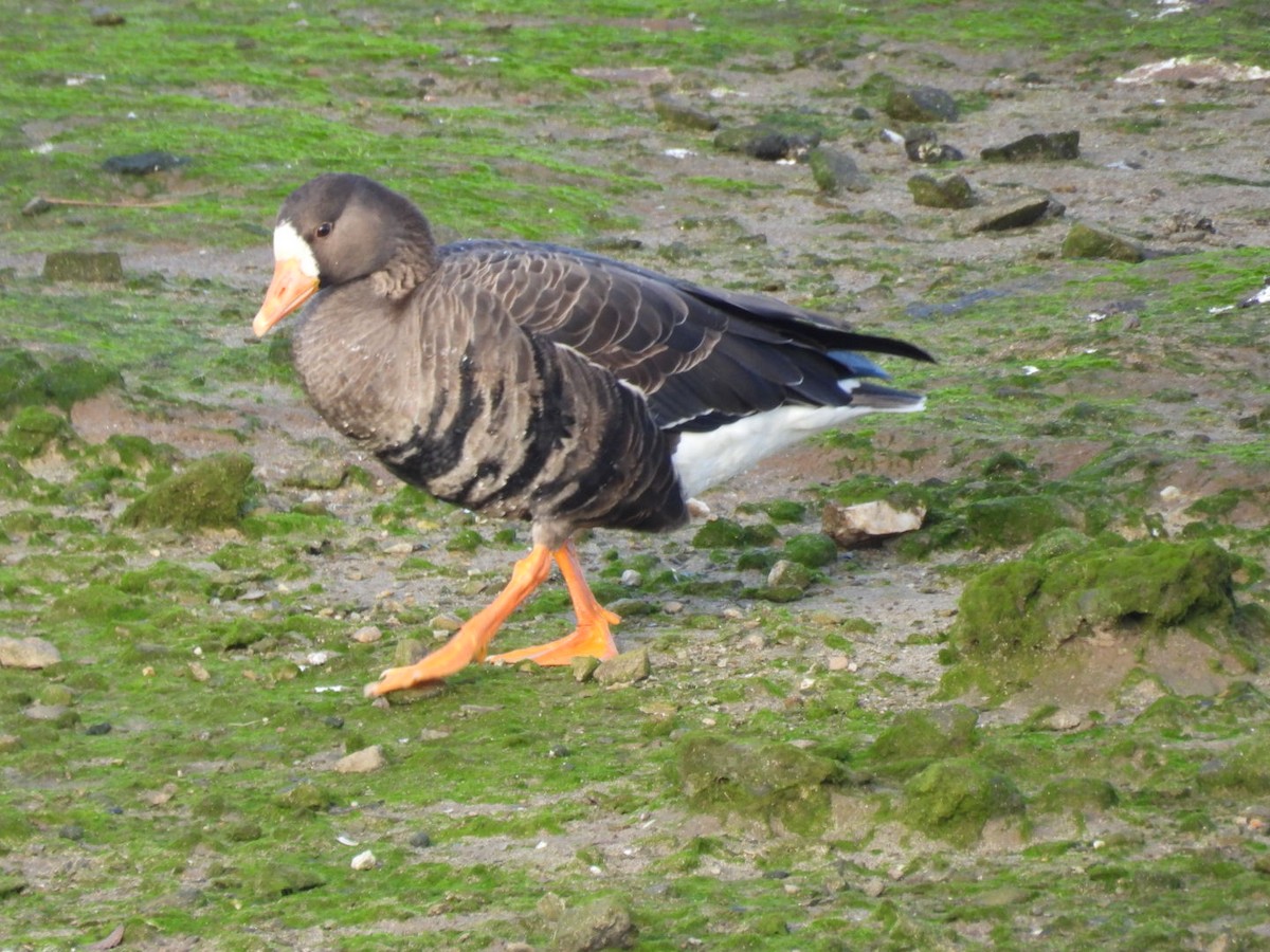 Greater White-fronted Goose (Greenland) - ML645984365