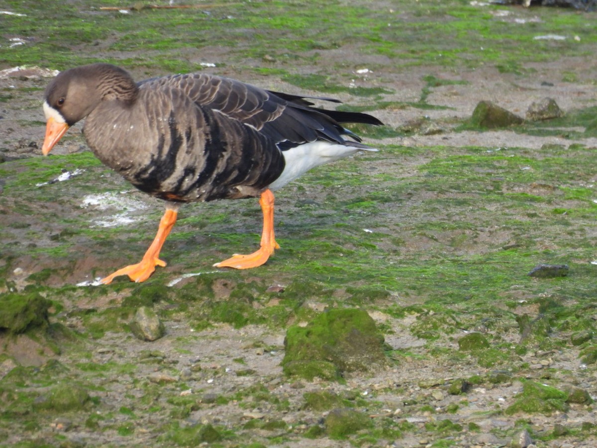 Greater White-fronted Goose (Greenland) - ML645984366