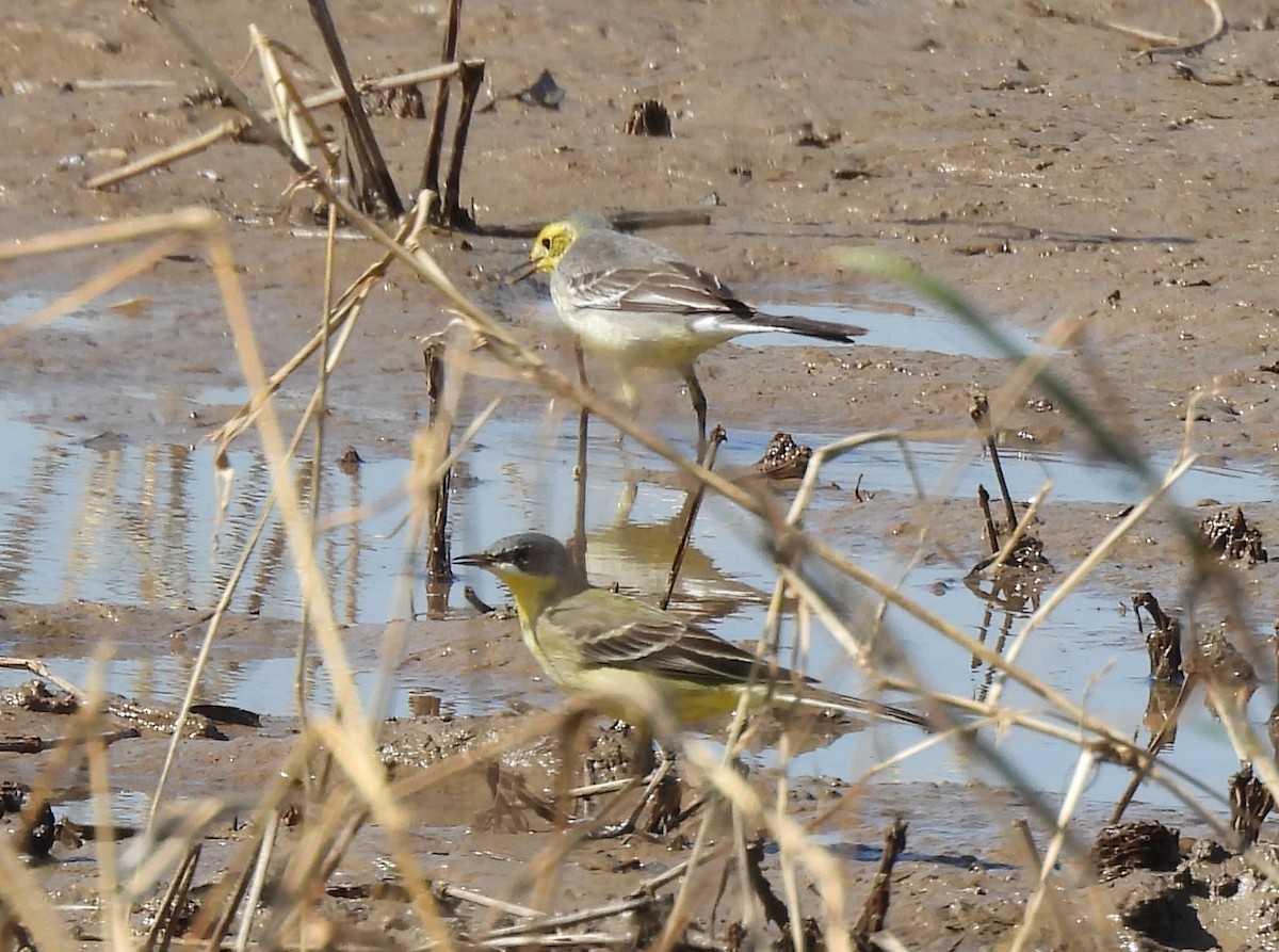 Citrine Wagtail - ML645984368