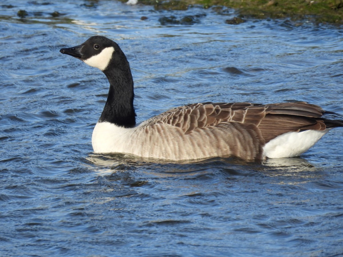 Canada Goose - ML645984372