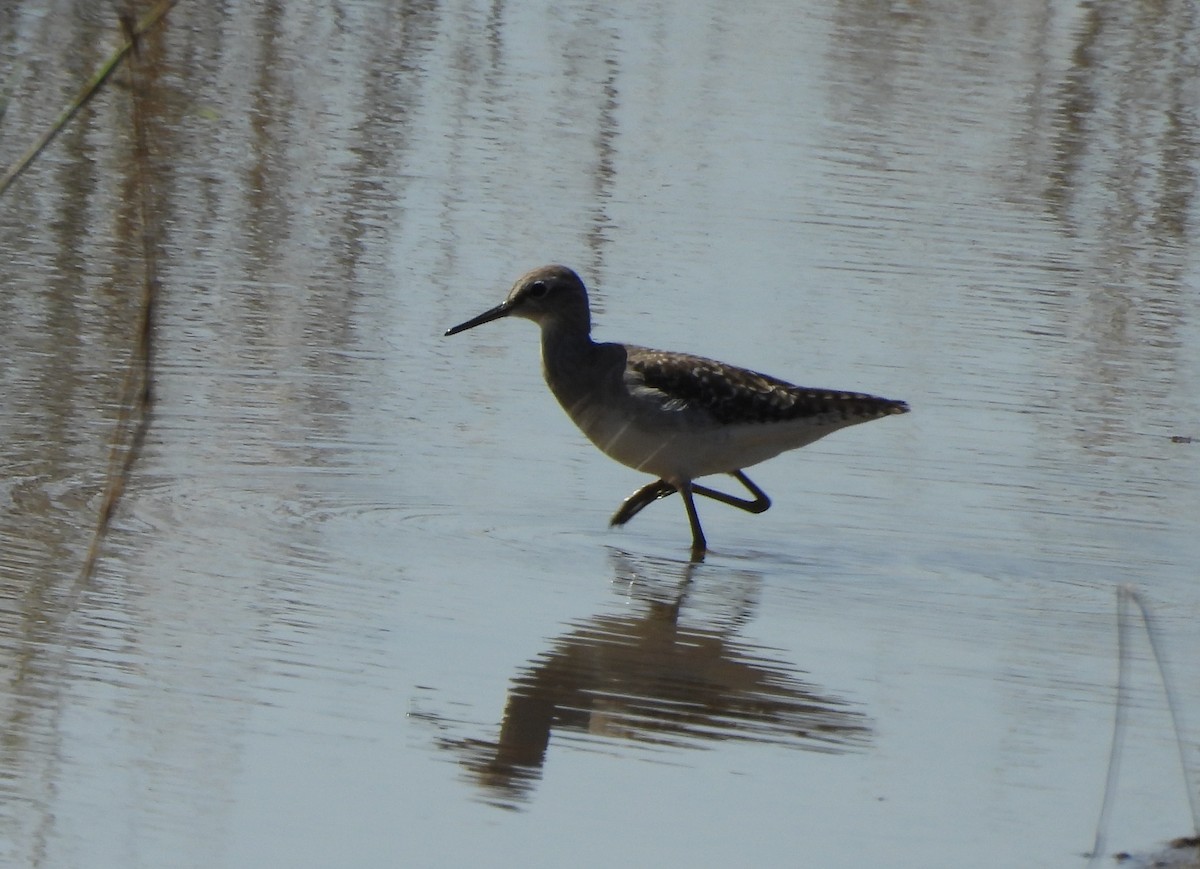 vodouš bahenní - ML645984382