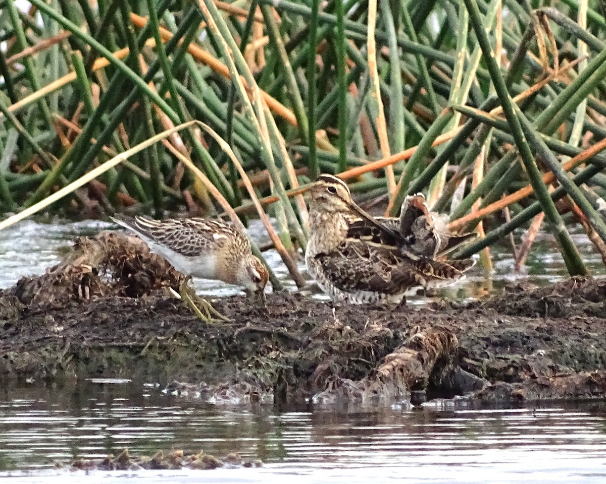Latham's Snipe - ML645984394