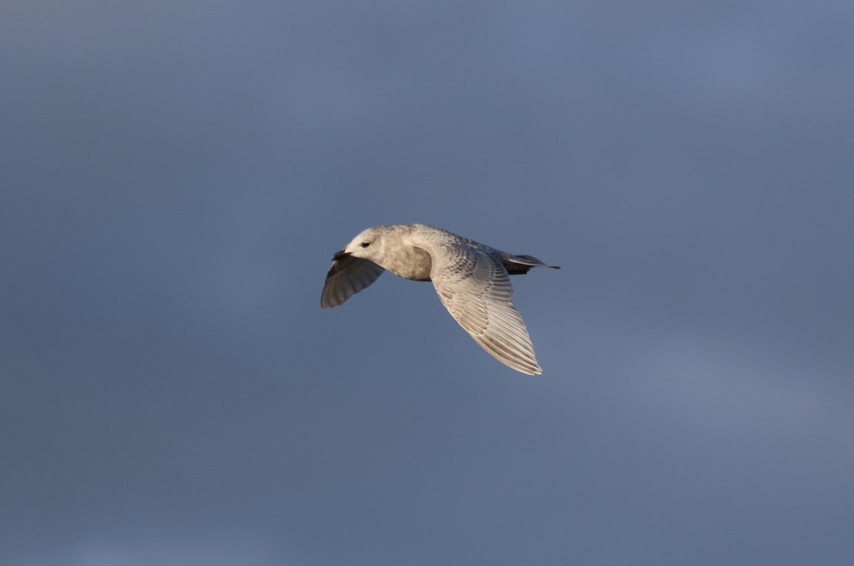 Gaviota Groenlandesa - ML645984408