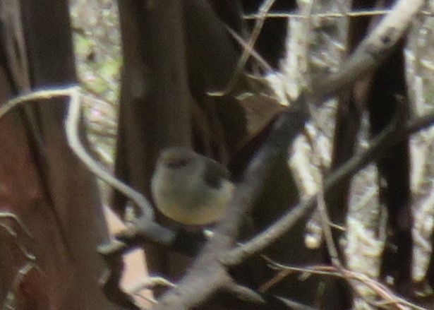 Red-capped Robin - ML645984412