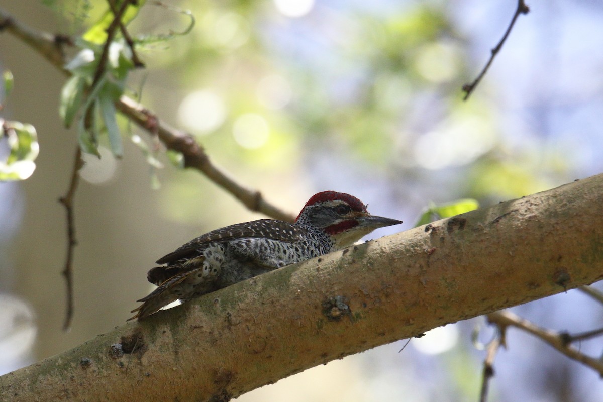 Nubian Woodpecker - ML645984419